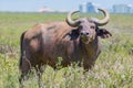 African (Cape) Buffalo in Nairobi National Park